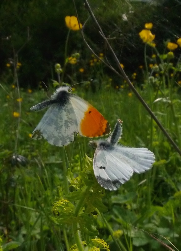 il balletto dell''Aurora